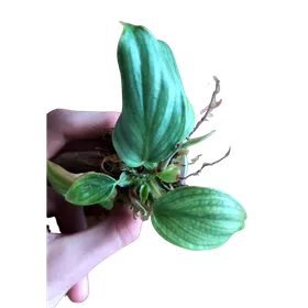 Baby Philodendron plowmanii 4